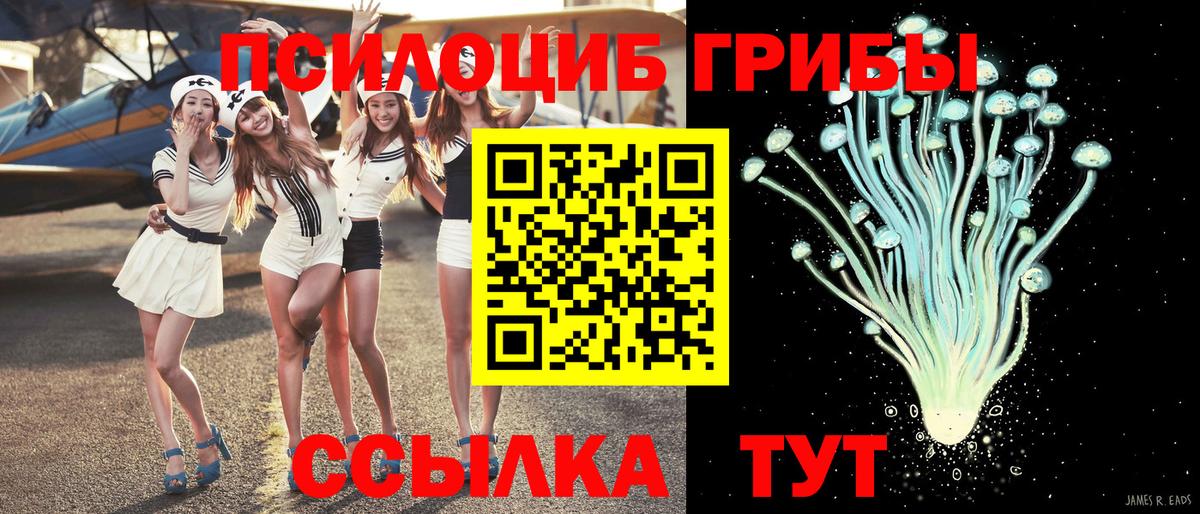 Псилоцибиновые грибы Psilocybe  Берёзовский 